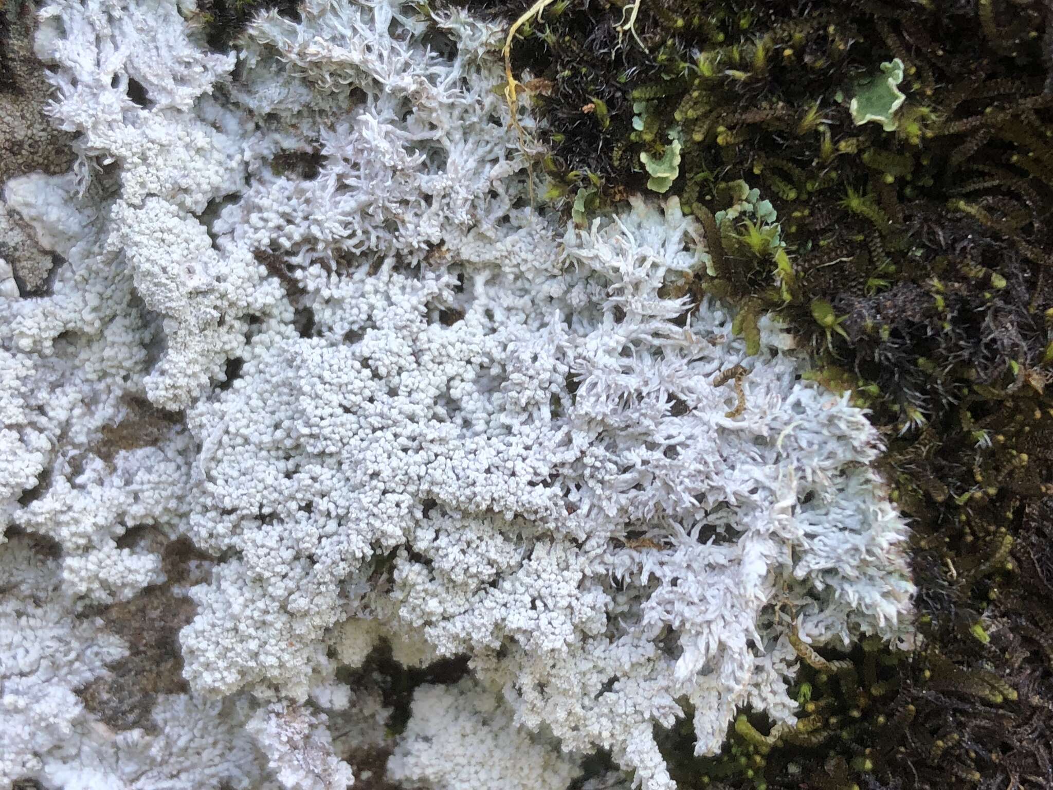 Image of crabseye lichen