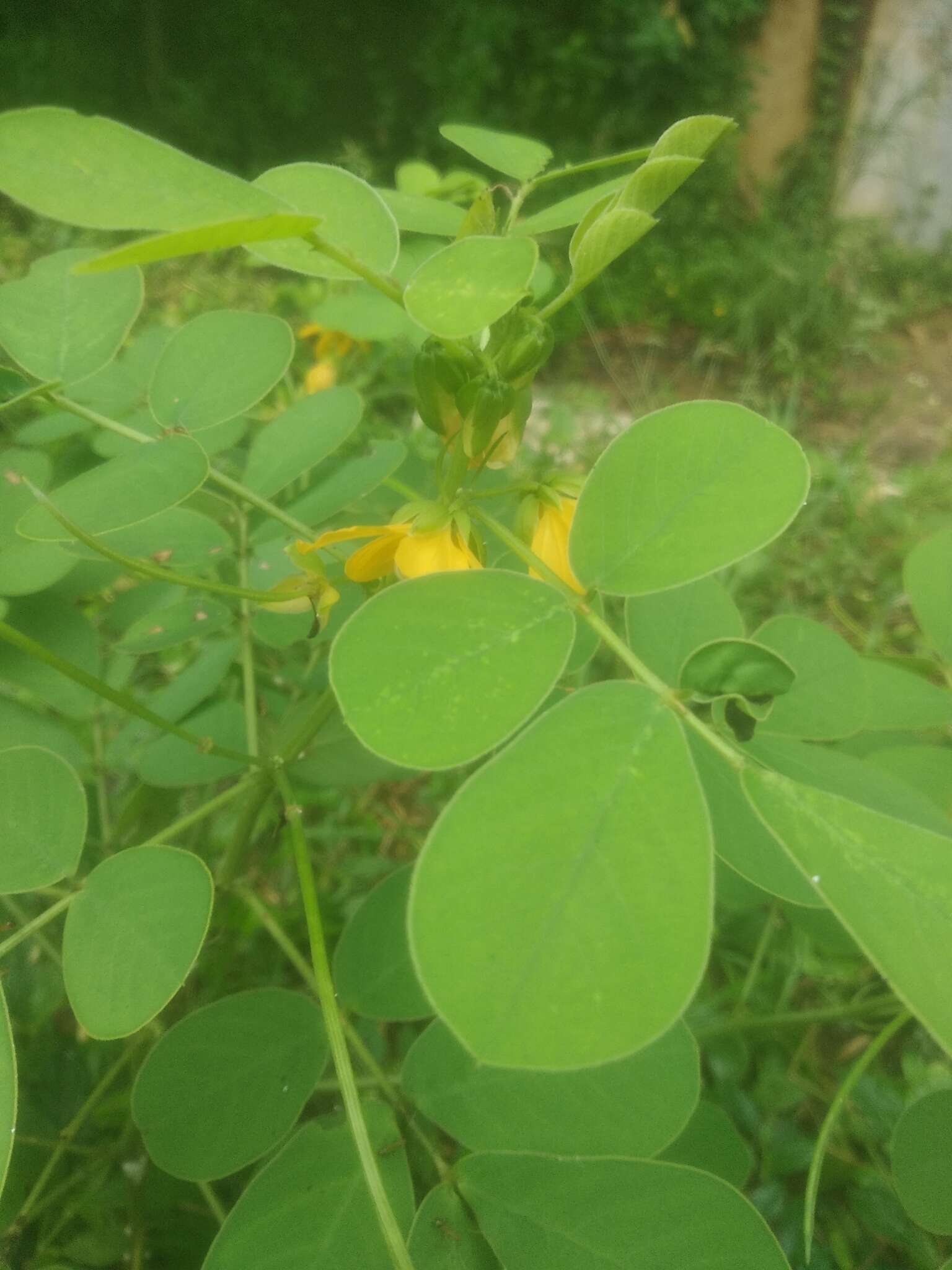 Image of sickle senna