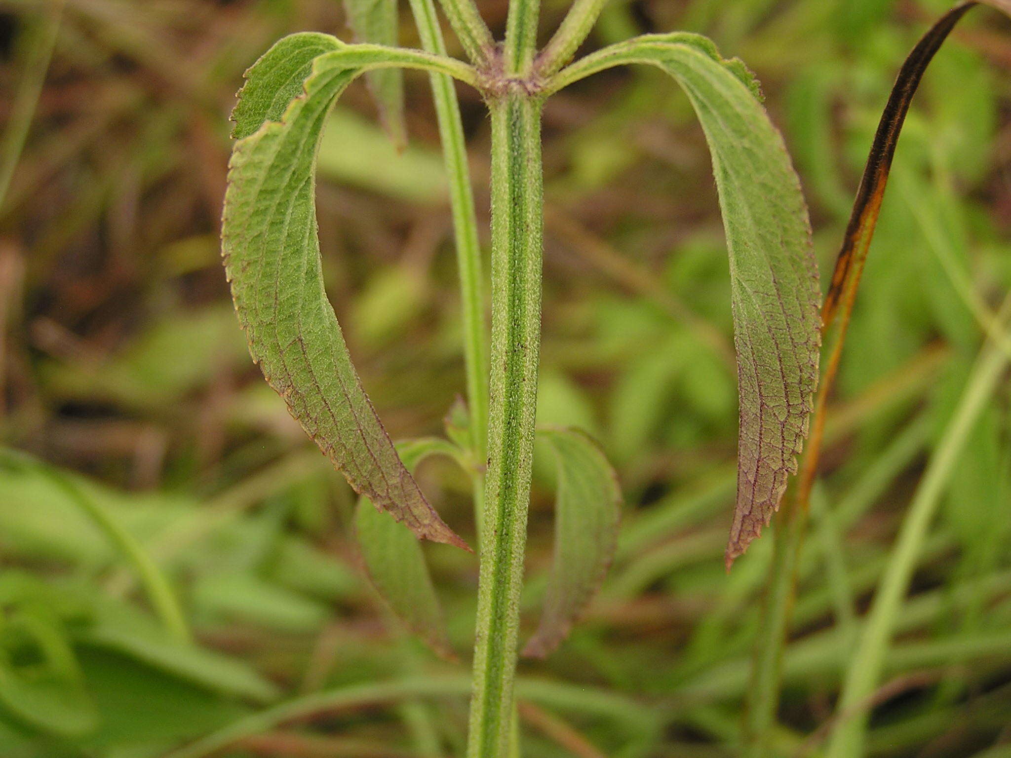 Ocimum gratissimum subsp. gratissimum的圖片