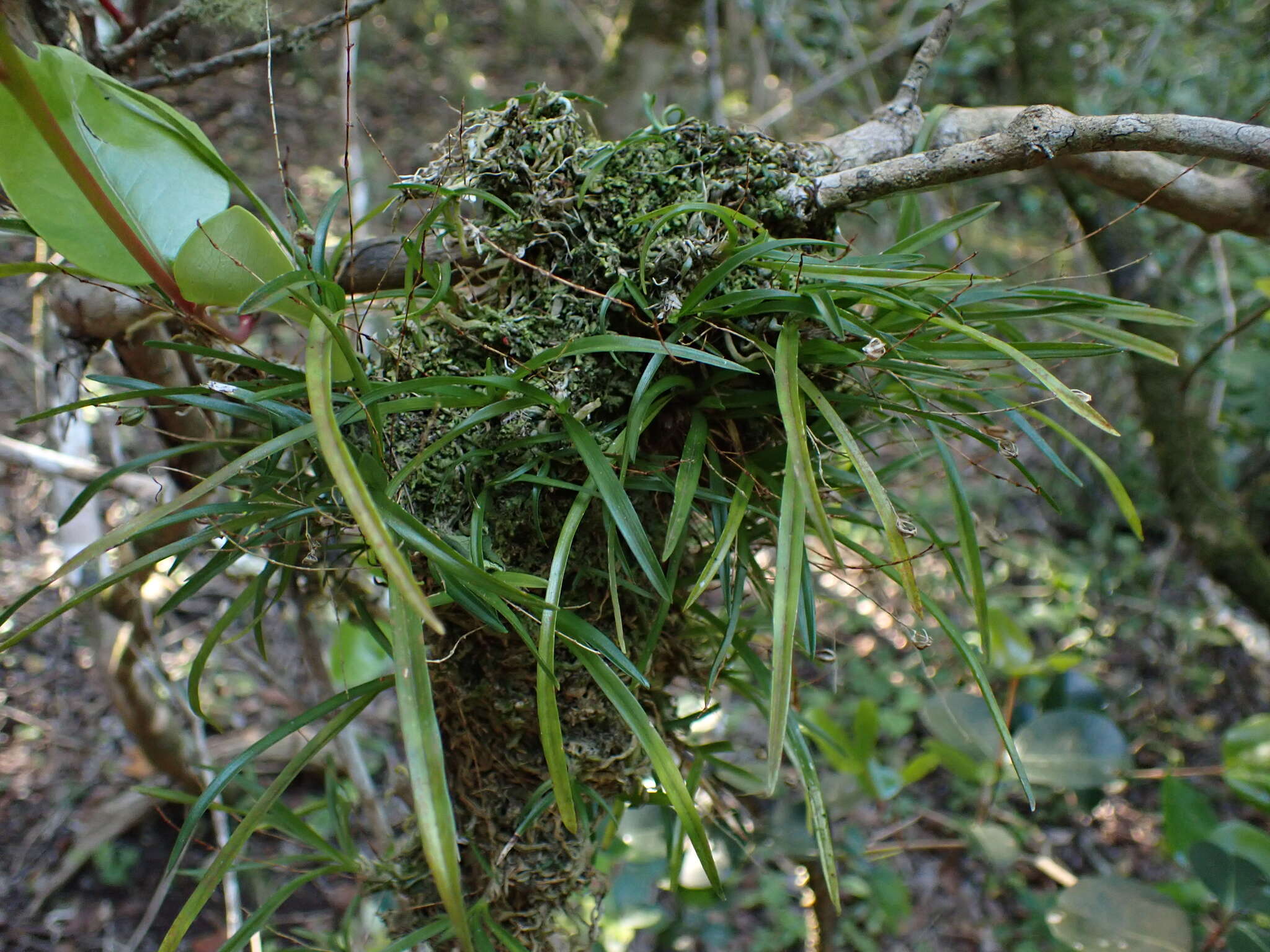 Image of Angraecum pusillum Lindl.