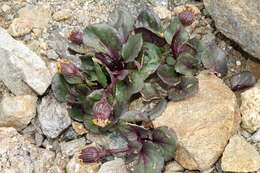 Image of Colorado ragwort