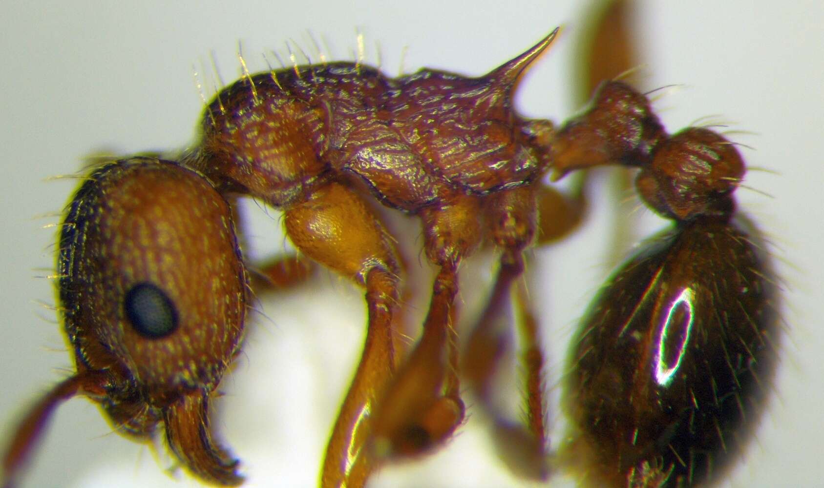 Image of Myrmica rugulosa Nylander 1849