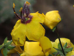 Sivun Verbascum arcturus L. kuva