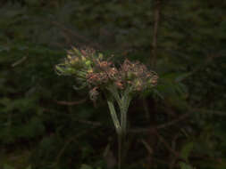 Image of Pacific waterleaf