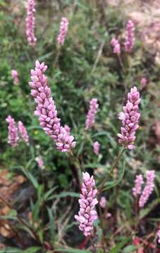 Imagem de Persicaria segetum (Kunth) Small