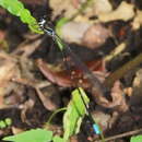 Image of Platysticta maculata Hagen ex Selys 1860