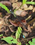 Image of Platysticta maculata Hagen ex Selys 1860