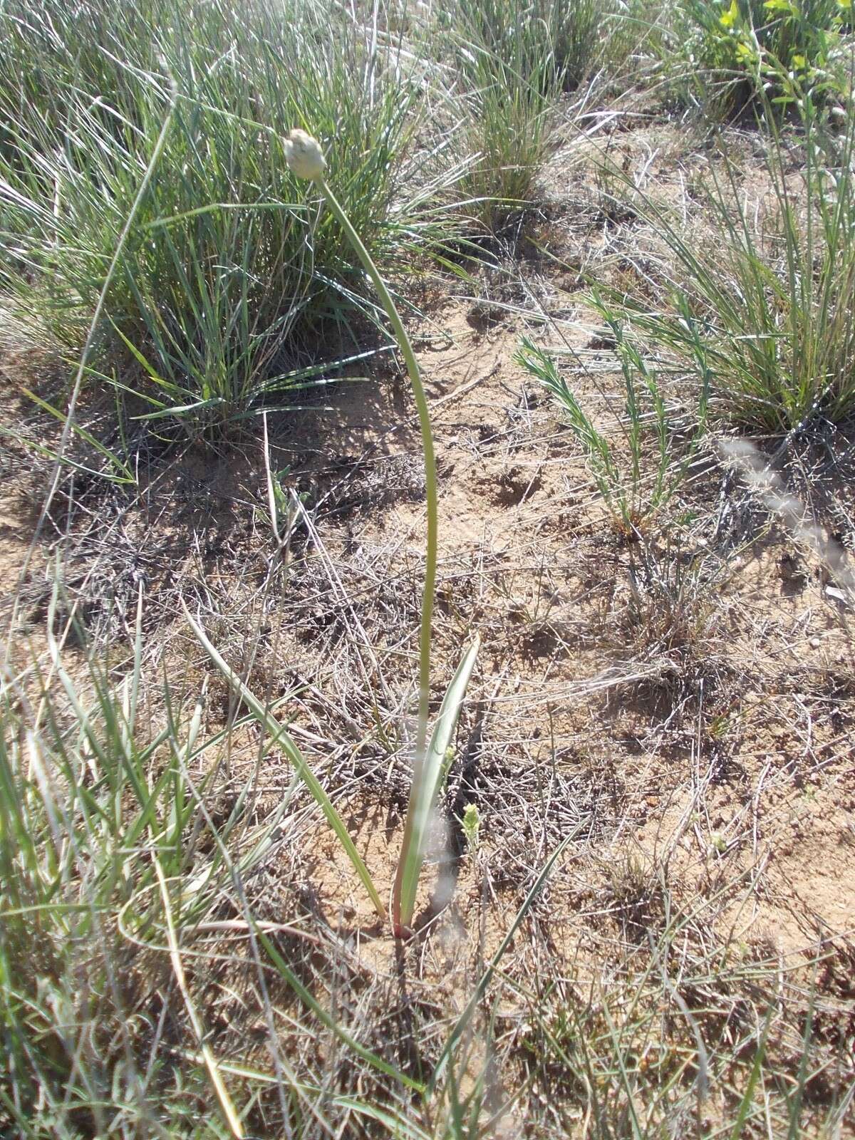 Image of Allium tulipifolium Ledeb.