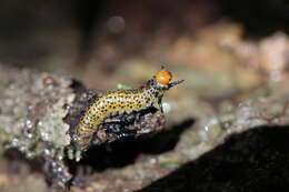 Image of Birch Sawfly