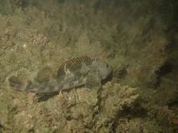 Image of Giant triplefin