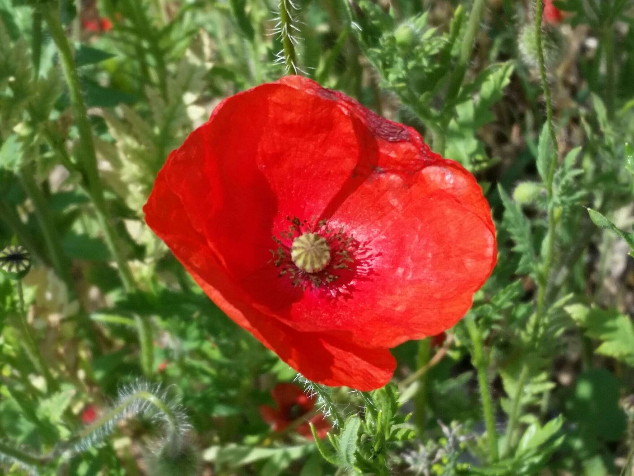 Image of corn poppy