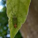 Image of Urolabida taiwanensis Ren