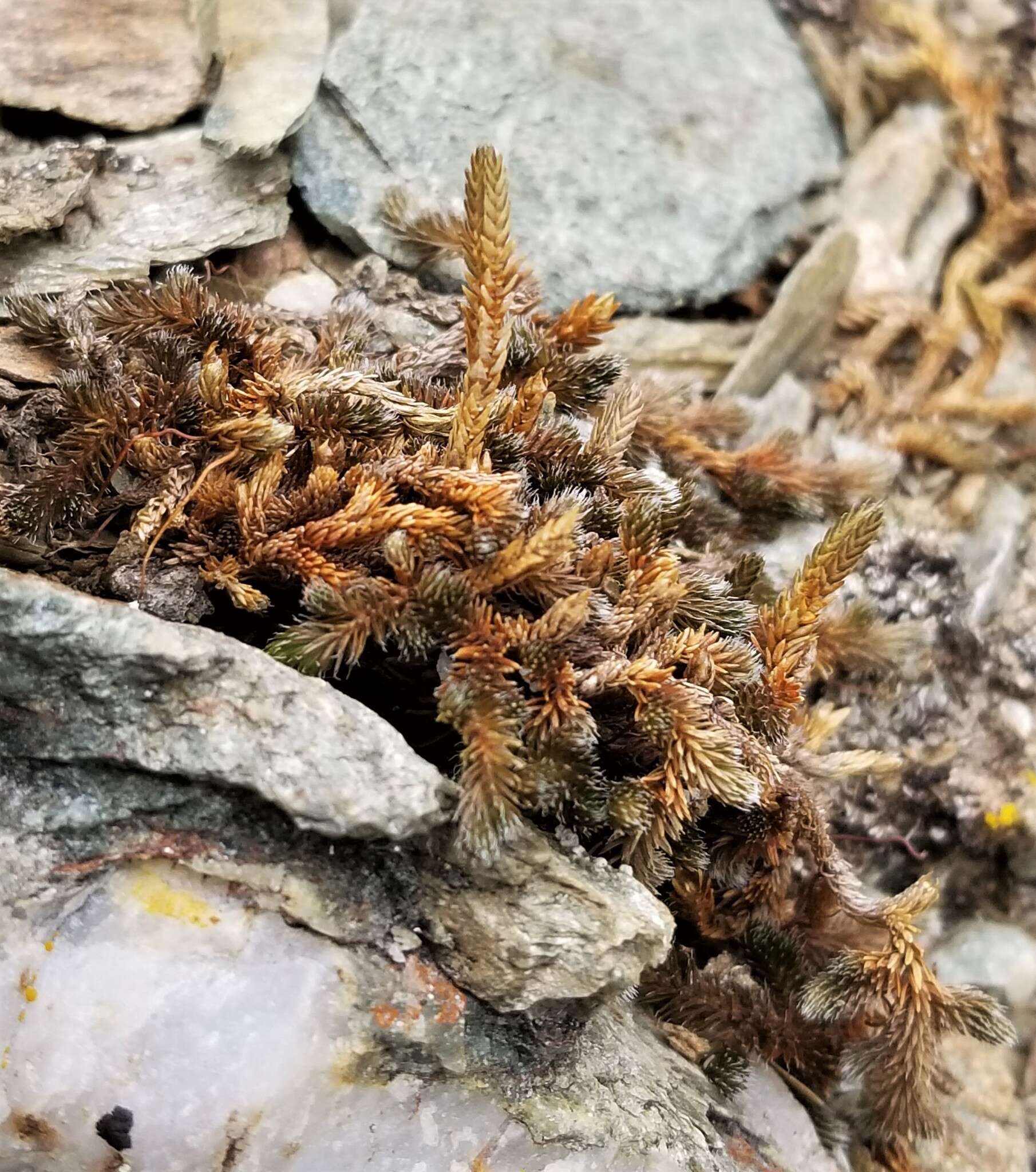 Image of Siberian spikemoss