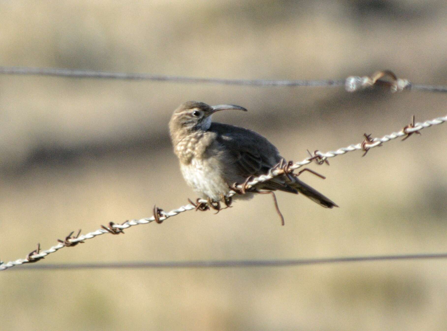 Image of Scale-throated Earthcreeper