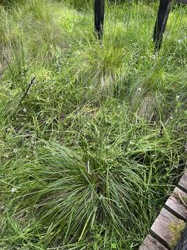 Image of Poa ensiformis Vickery