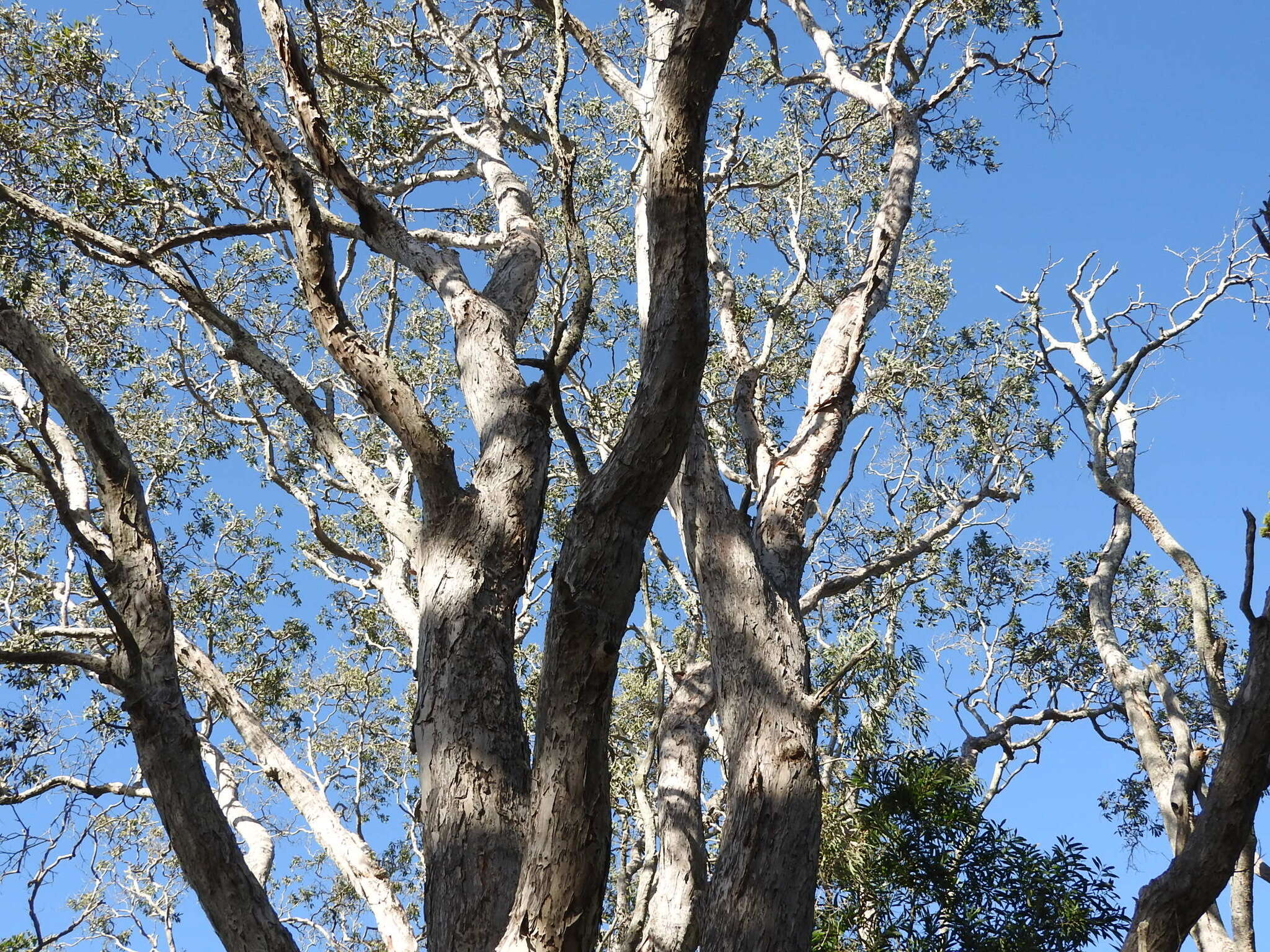 Sivun Melaleuca dealbata S. T. Blake kuva