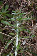 Image of simple-stem everlasting