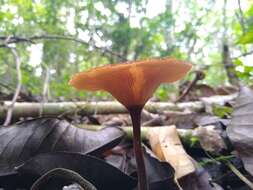 Image of Lentinus velutinus Fr. 1830