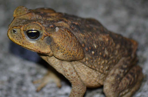 Image of Giant toad