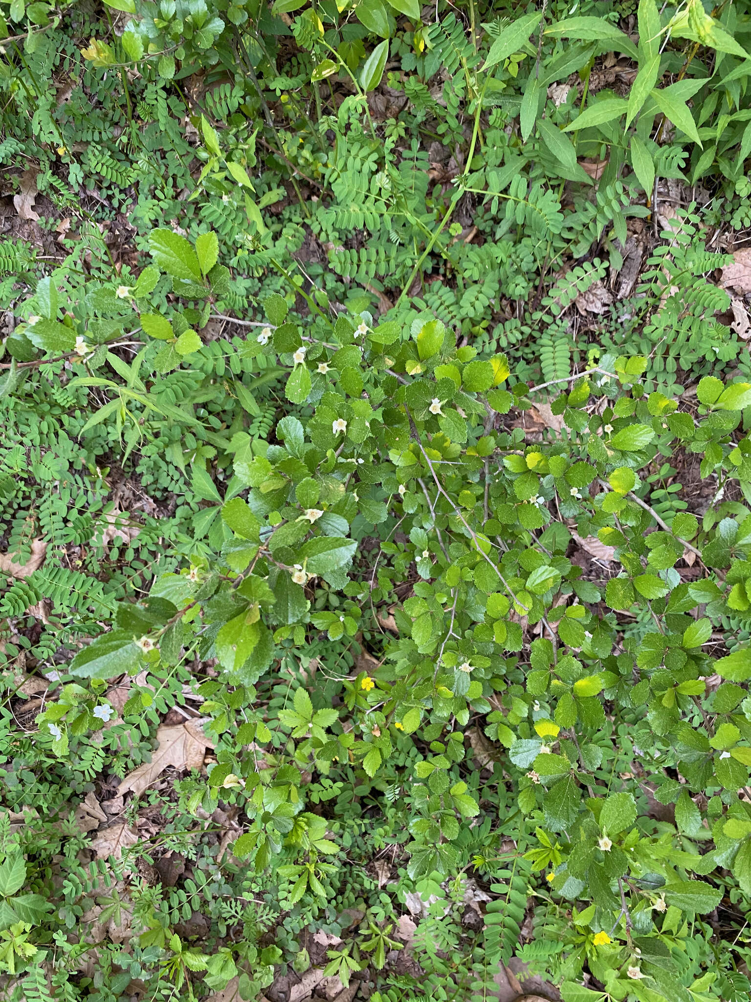 Imagem de Crataegus uniflora Muenchh.