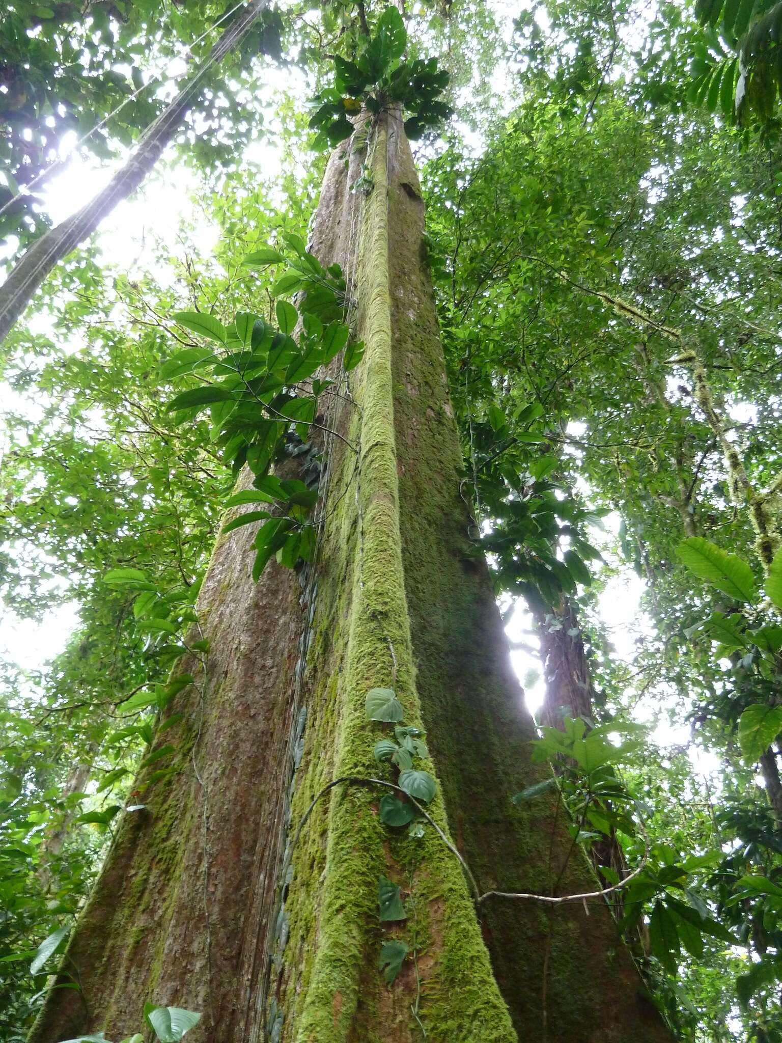 Image of Huberodendron allenii Standl. & L. O. Williams