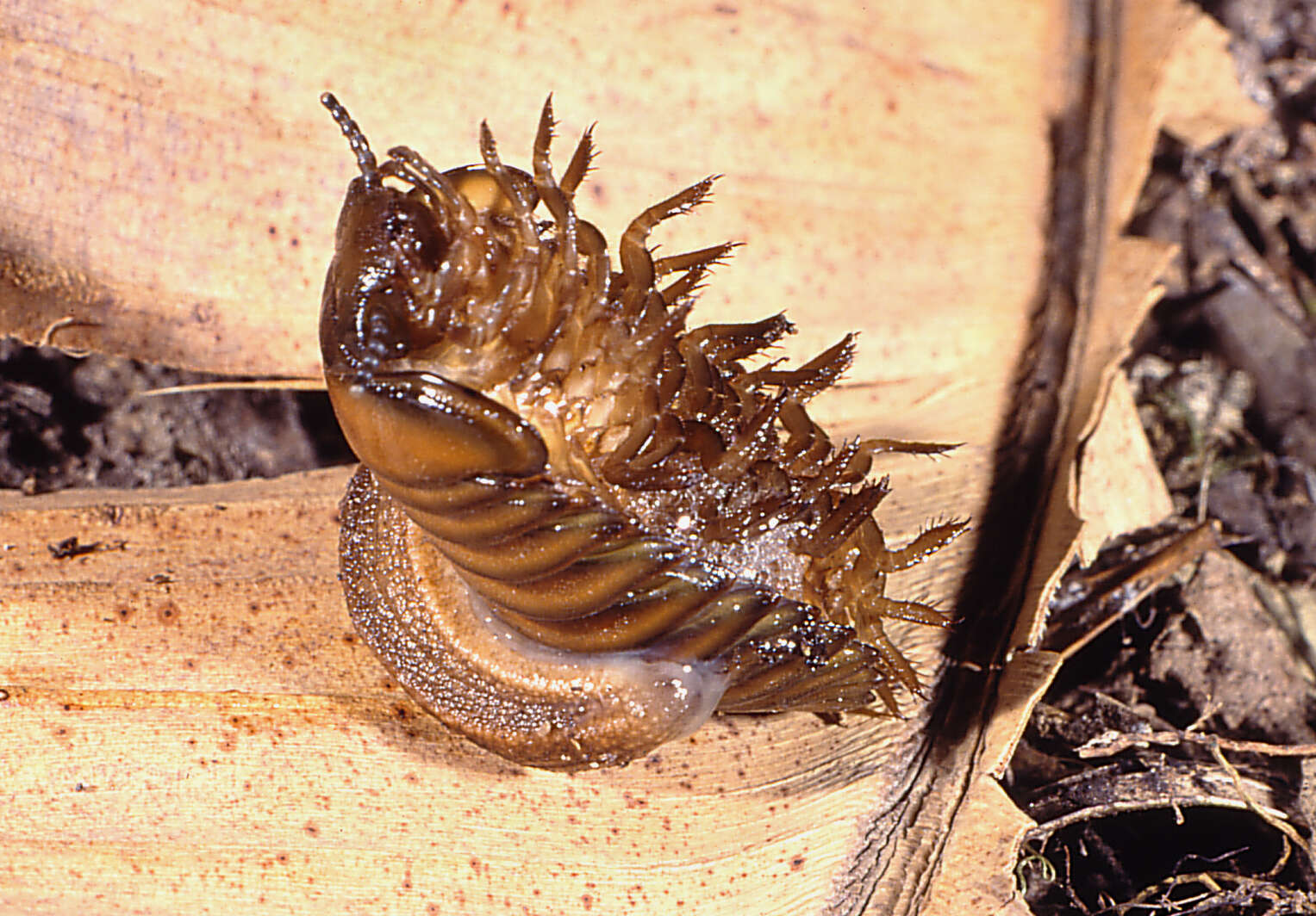 Image of Chlamydephorus sexangulus (H. Watson 1915)