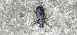 Carabus (Archicarabus) rossii Dejean 1826 resmi