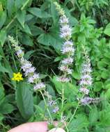 Image of Garden mint