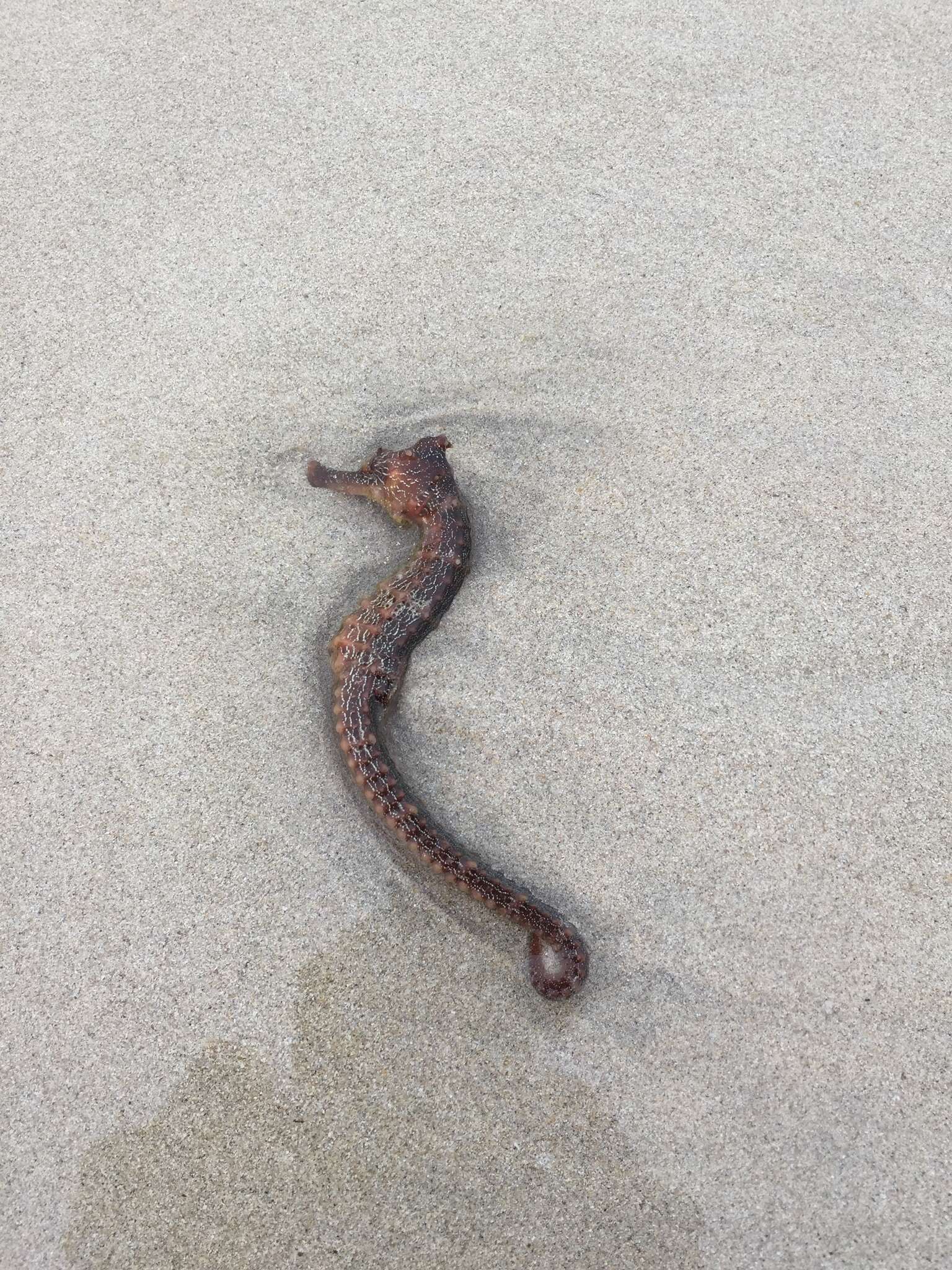 Image of Giant Seahorse