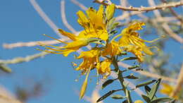 Imagem de Cleomella arborea var. angustata (Parish) J. C. Hall & Roalson