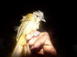 Image of Bearded Bulbul