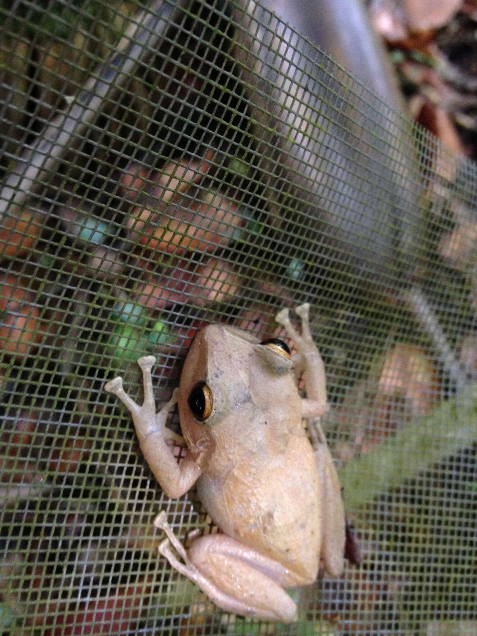 صورة Eleutherodactylus coqui Thomas 1966