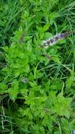 Image of Garden mint