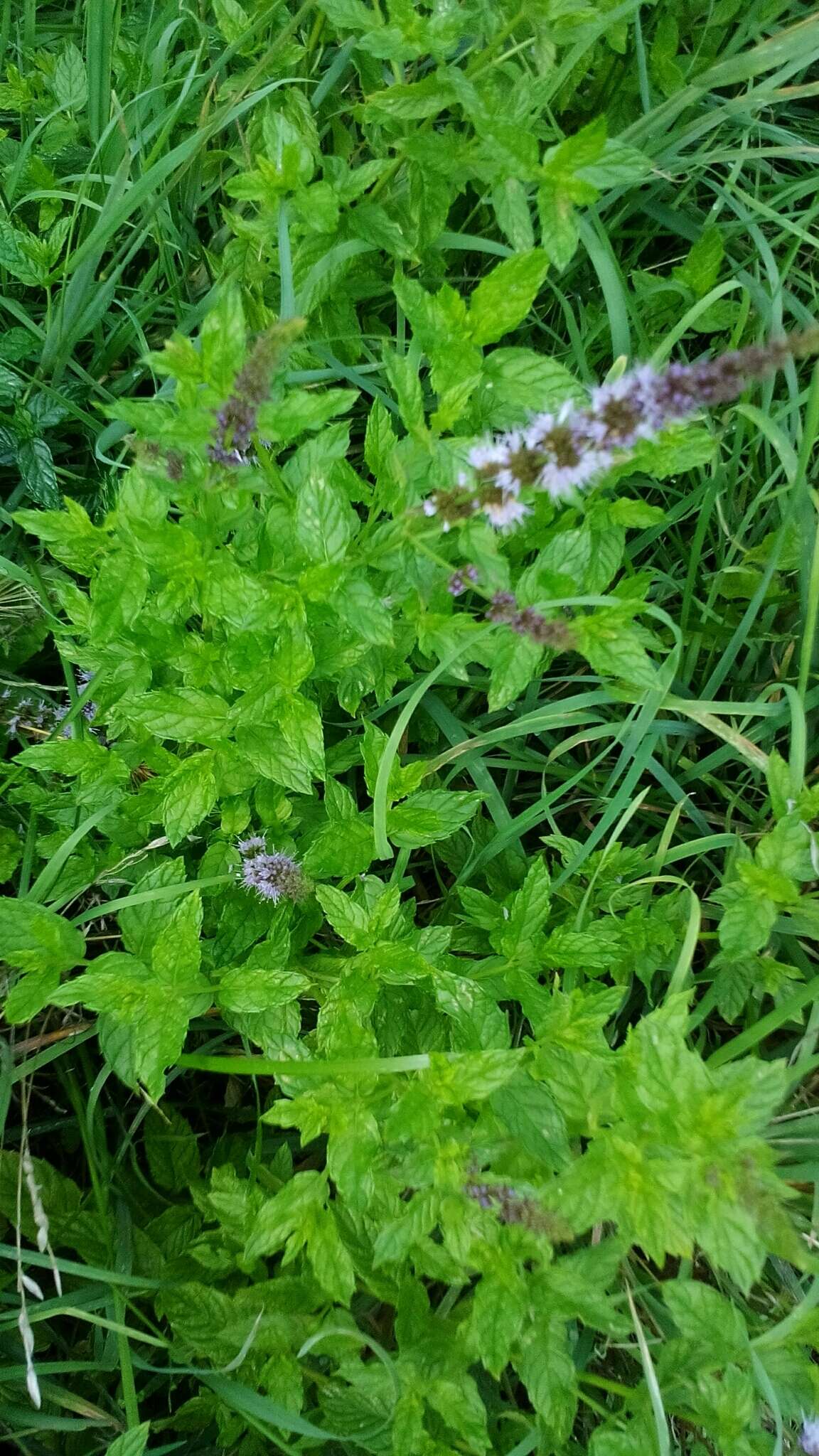 Image of Garden mint