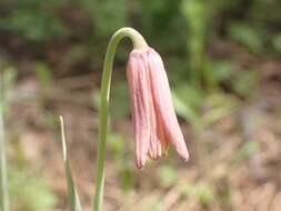 Image of Fritillaria sibthorpiana (Sm.) Baker