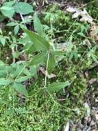 صورة Galium latifolium Michx.