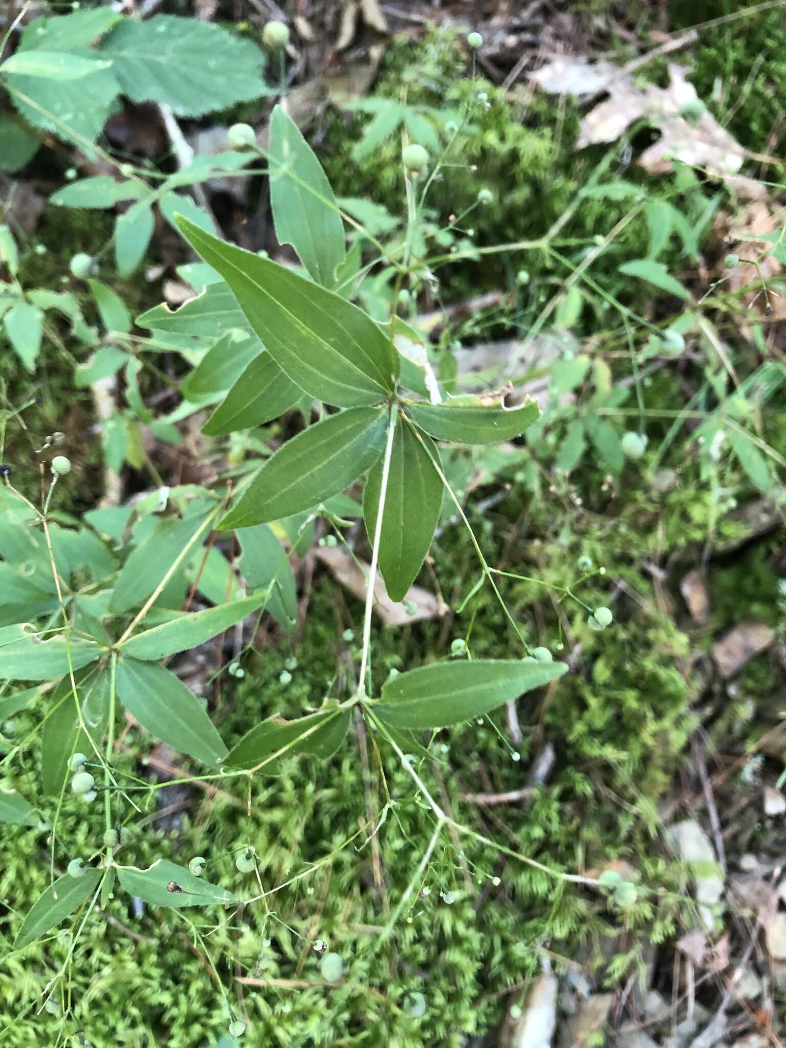 Imagem de Galium latifolium Michx.