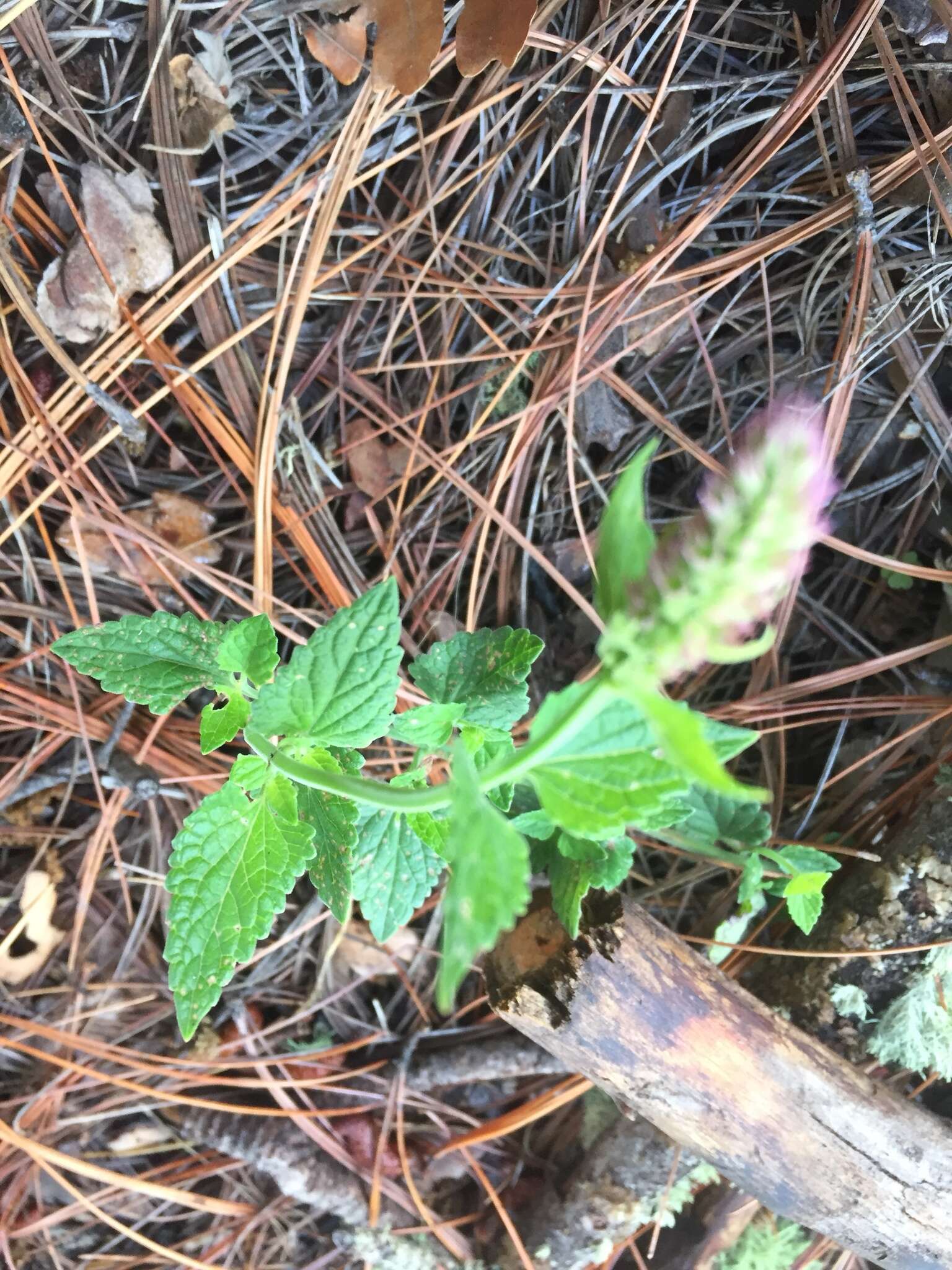 Image of Trans-Pecos giant hyssop