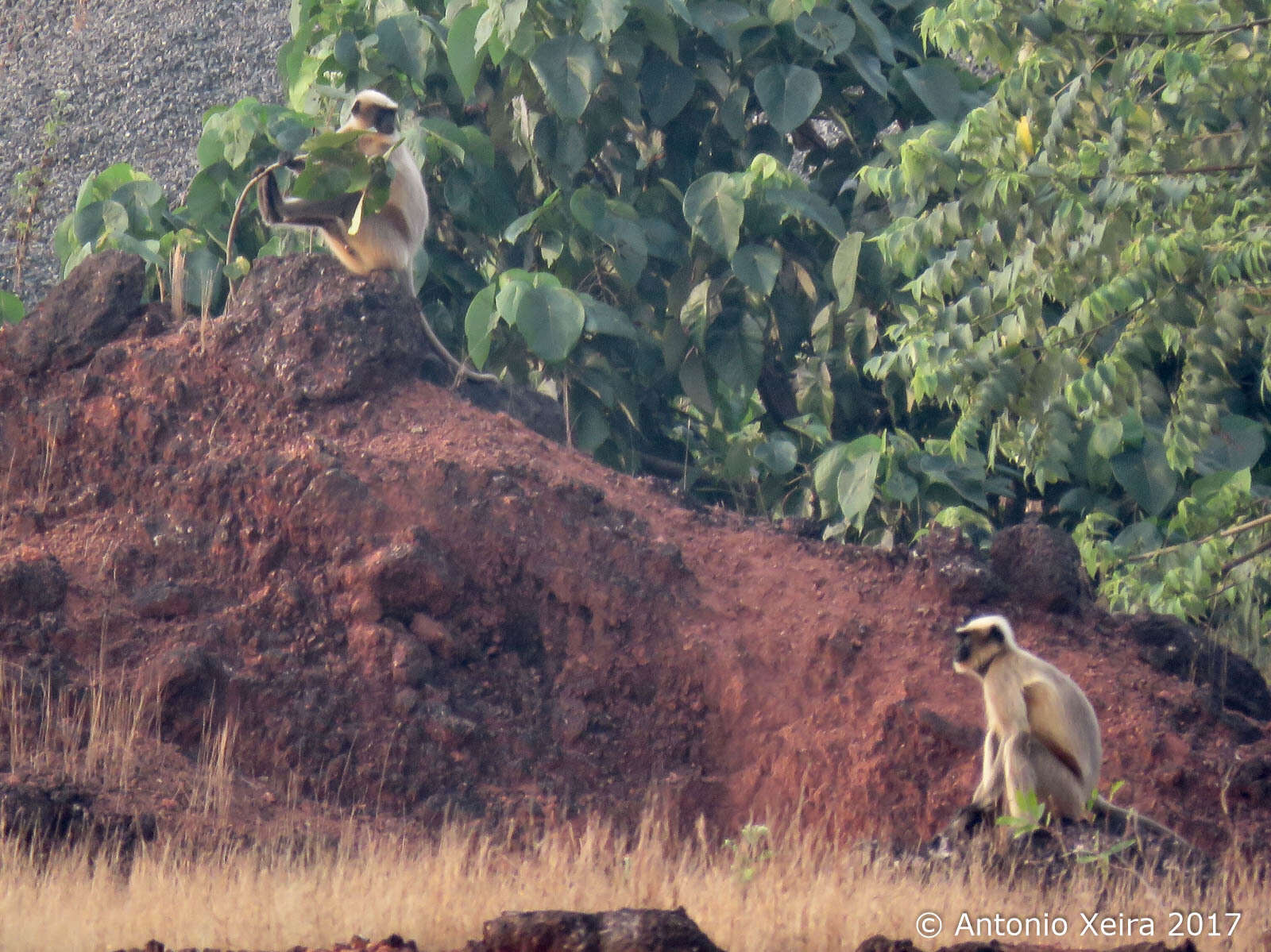 صورة Semnopithecus hypoleucos Blyth 1841