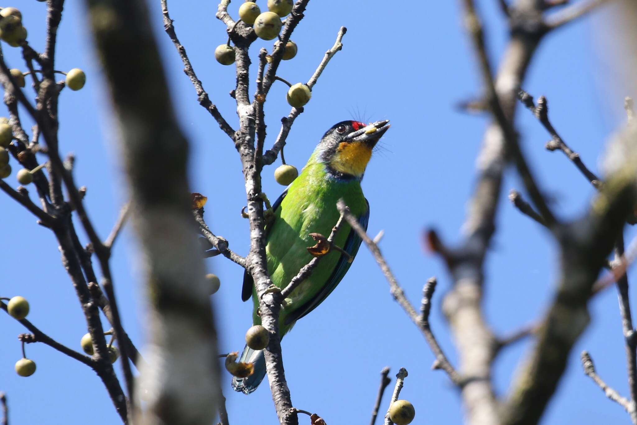 Image of Necklaced Barbet