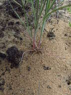 صورة Dianthus polymorphus Bieb.