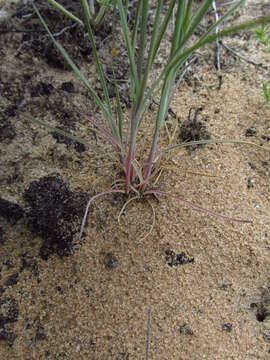 Image of Dianthus polymorphus Bieb.