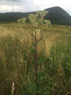 Image of pale Indian plantain