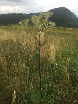 Arnoglossum atriplicifolium (L.) H. Rob. resmi