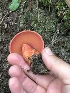 Sivun Boletus carminiporus Bessette, Both & Dunaway 1998 kuva