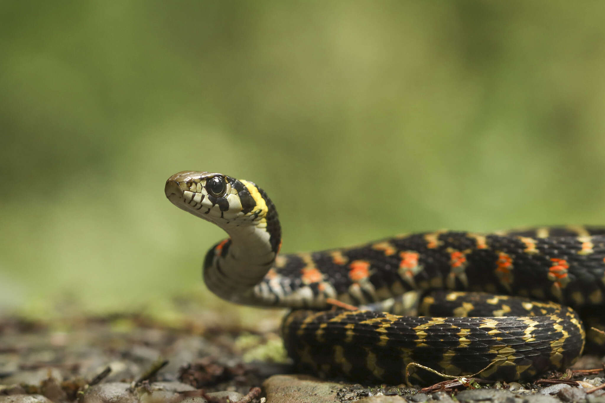 Image of Rhabdophis tigrinus formosanus (Maki 1931)