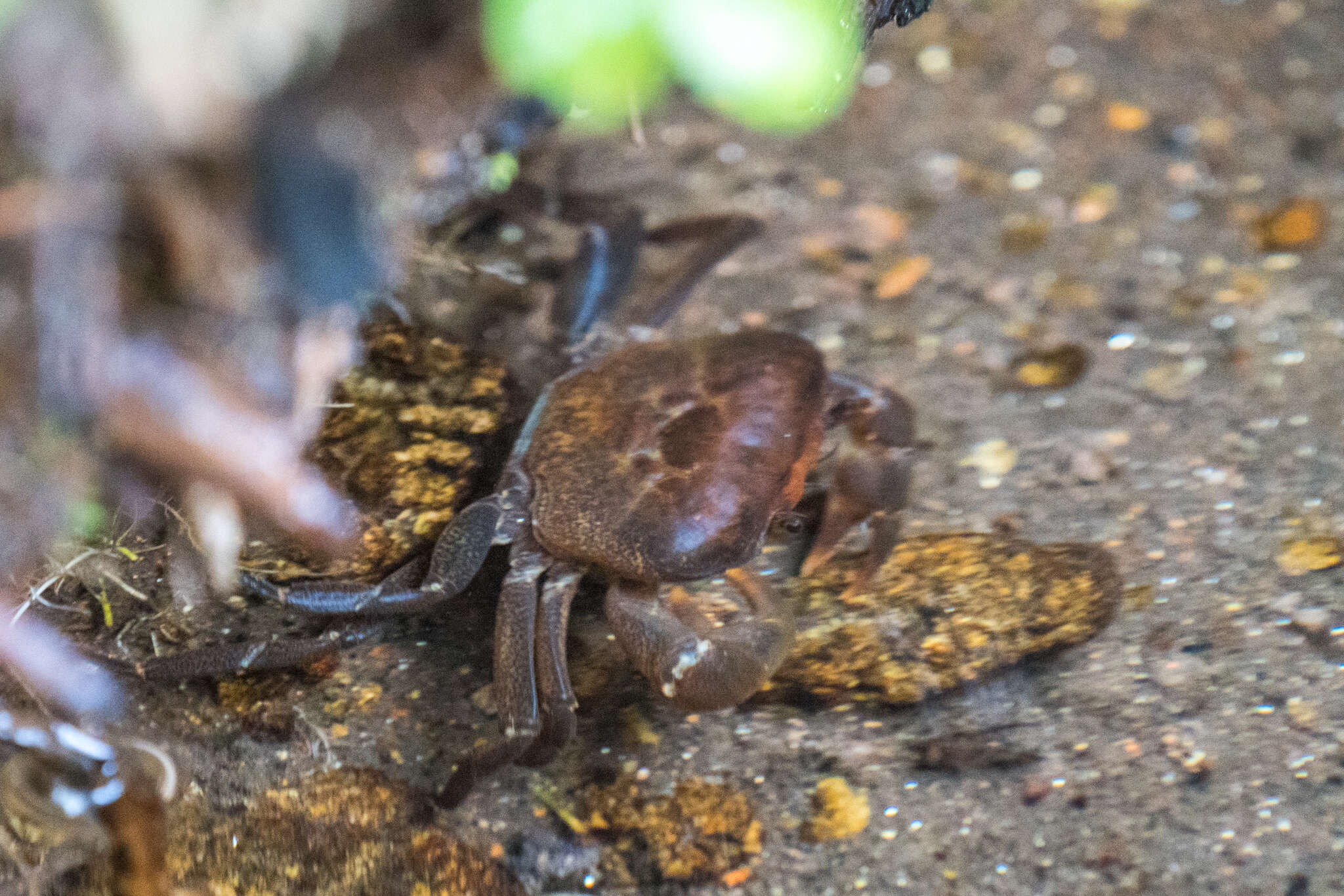 Image of Potamonautes mulanjeensis Daniels & Bayliss 2012