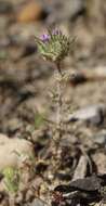 Image of Honey-Scented Pincushion-Plant