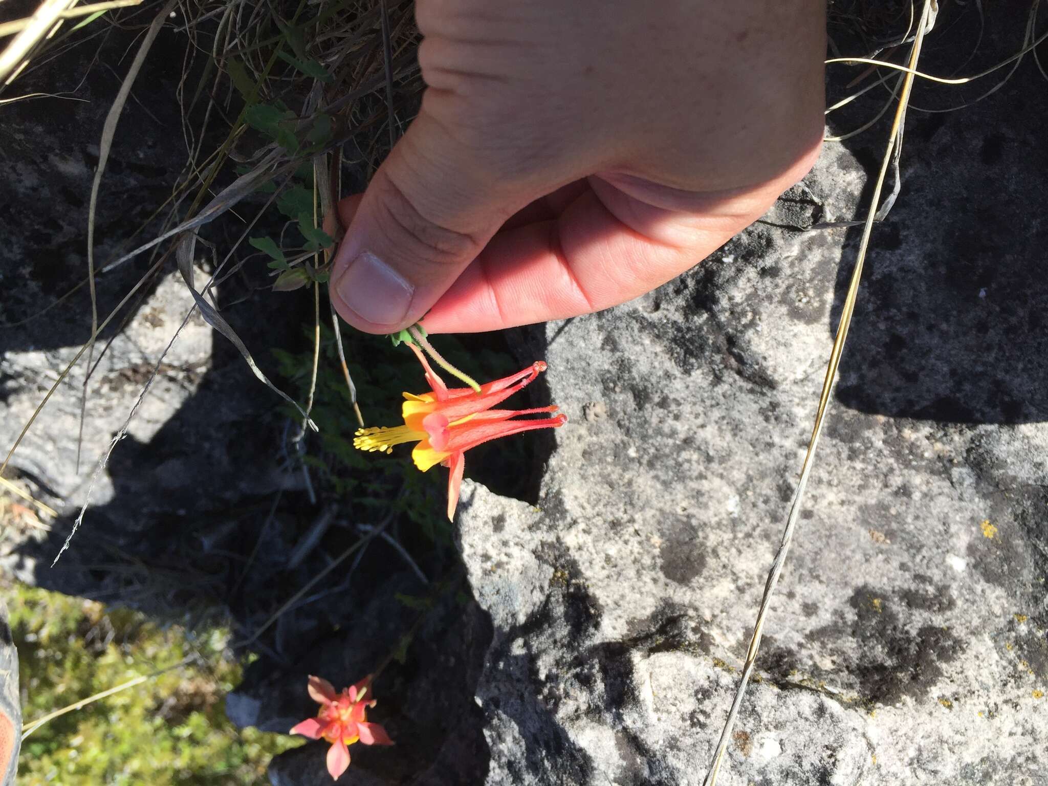 Слика од Aquilegia desertorum (M. E. Jones) Cockerell ex Heller