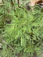 Image of Yankeeweed